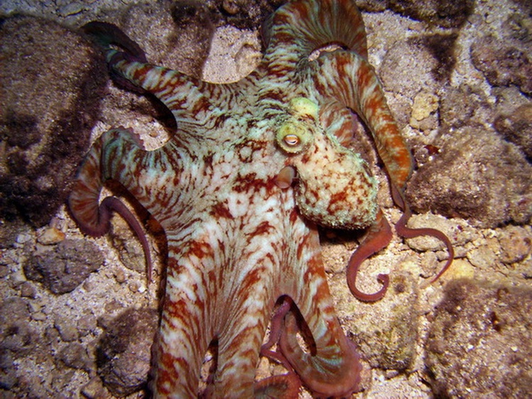 Night shot of a cool octopus - shot by Tony (Mcgyver4739) - Cozumel - Dec 2007