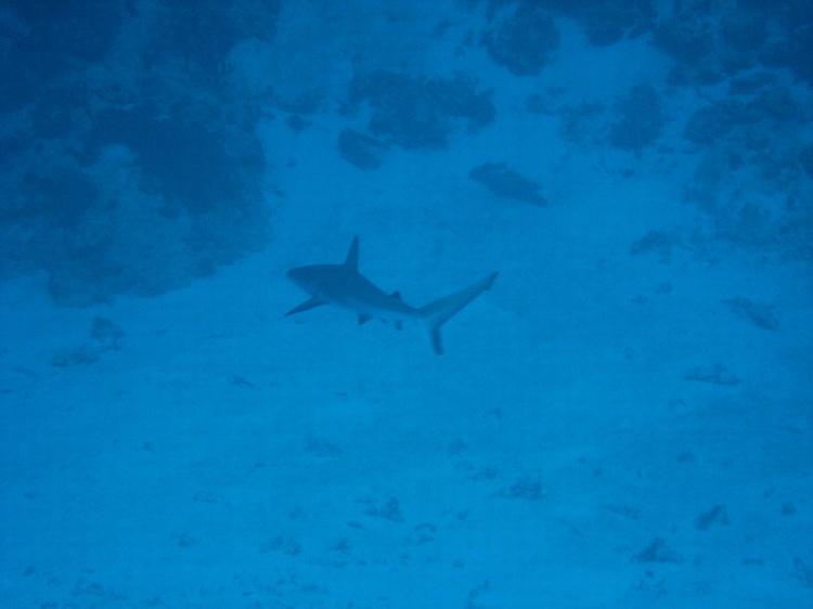 Black Tip Reef Shark - Cozumel - Dec 2007