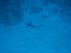 Black Tip Reef Shark - Cozumel - Dec 2007