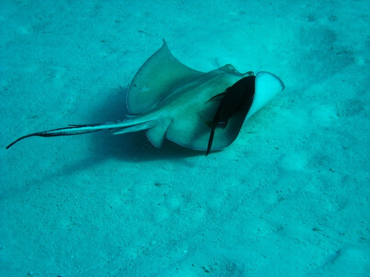 Stingray - Cozumel - Dec 2007