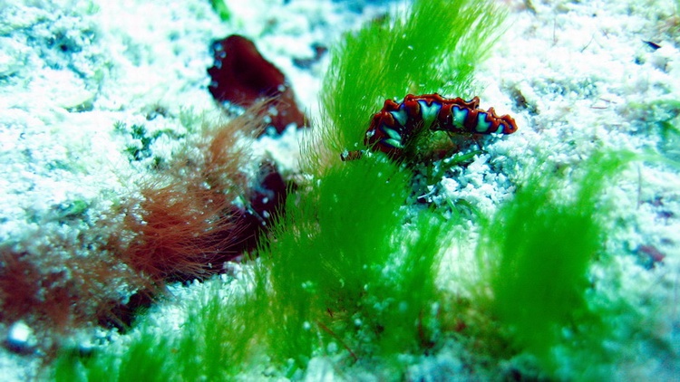 I am proud of the sharpness and the detail of this Painted Elycia Nudibranch - Cozumel - Dec 2007