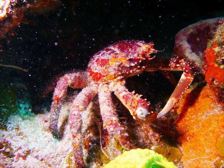 Crab - shot by Tony (Mcgyver4739) - Cozumel - Dec 2007