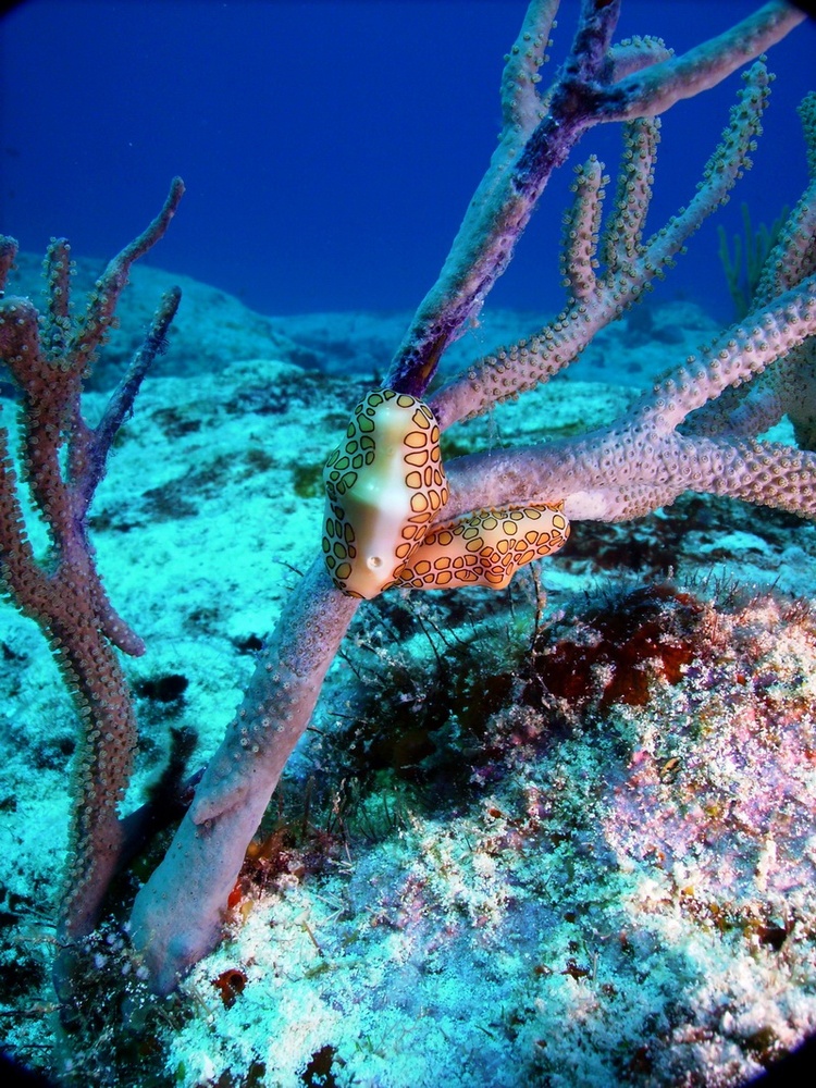 Macro shot of a Flamingo Tongue - shot by Tony (Mcgyver4739) - Cozumel - Dec 2007