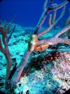 Macro shot of a Flamingo Tongue - shot by Tony (Mcgyver4739) - Cozumel - Dec 2007