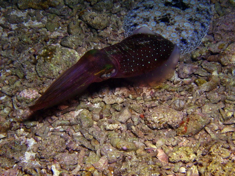 Squid and Flounder - Shot by Tony (Mcgyver4739) - Cozumel - Dec 2007