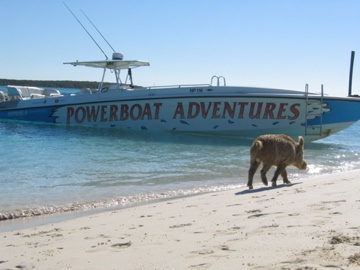 Ship Channel Cay, Bahamas (that`s a wild pig!)