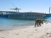 Ship Channel Cay, Bahamas (that`s a wild pig!)