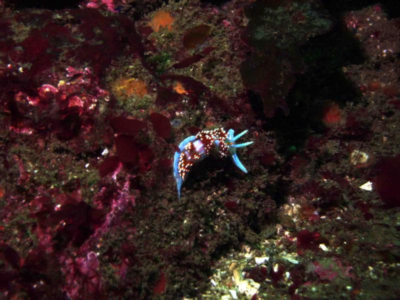 Awesome Hermissenda Crassicornis 