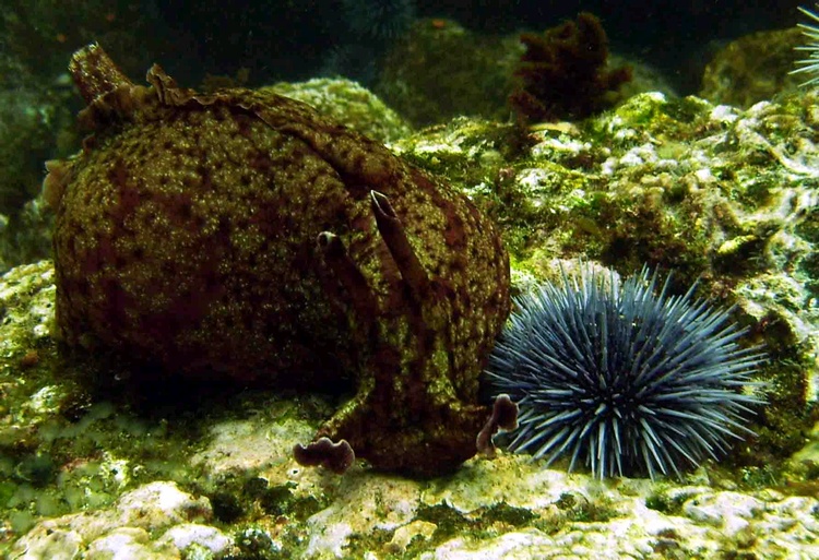 My friendly California Sea Hare...