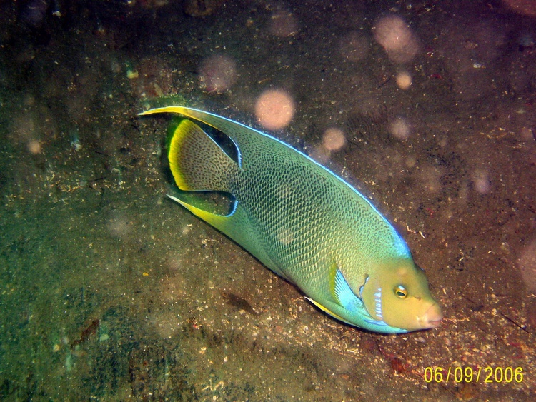 Angelfish