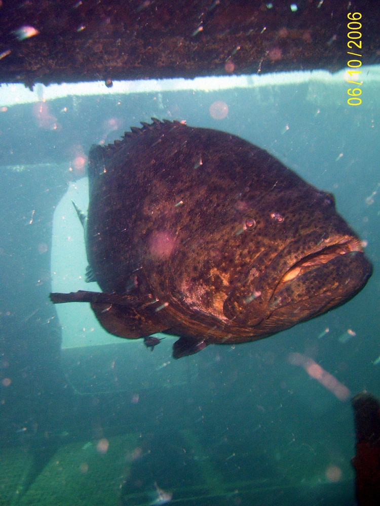 Giant Grouper - Twin Tugs - PCB FL