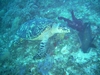Turtle at cleaning station - Bahamas