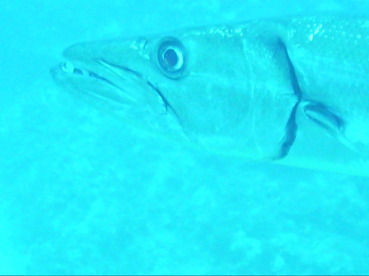 Swimming with the baracuda - he wouldn`t leave us alone.