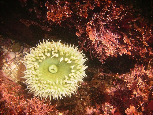 Anemone while free diving Salt Point State Park