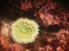 Anemone while free diving Salt Point State Park