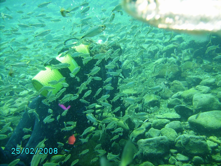 Rachel with Mexican Tetras