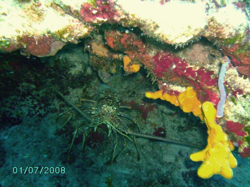 Palancar Horseshoe Lobster