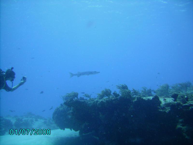 Palancar Horseshoe Baracuda