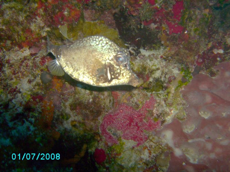 Palancar Horseshoe Smooth Trunkfish