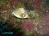 Palancar Horseshoe Smooth Trunkfish