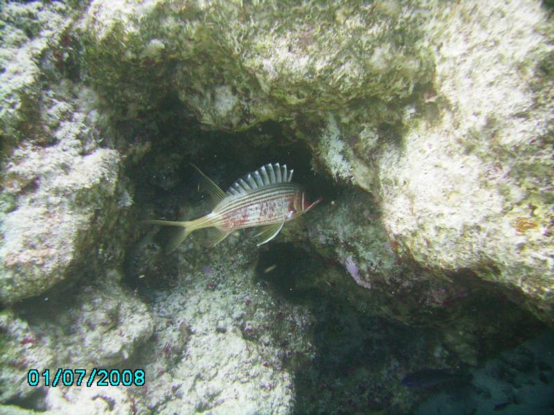Tormentos Reef  Squirrelfish