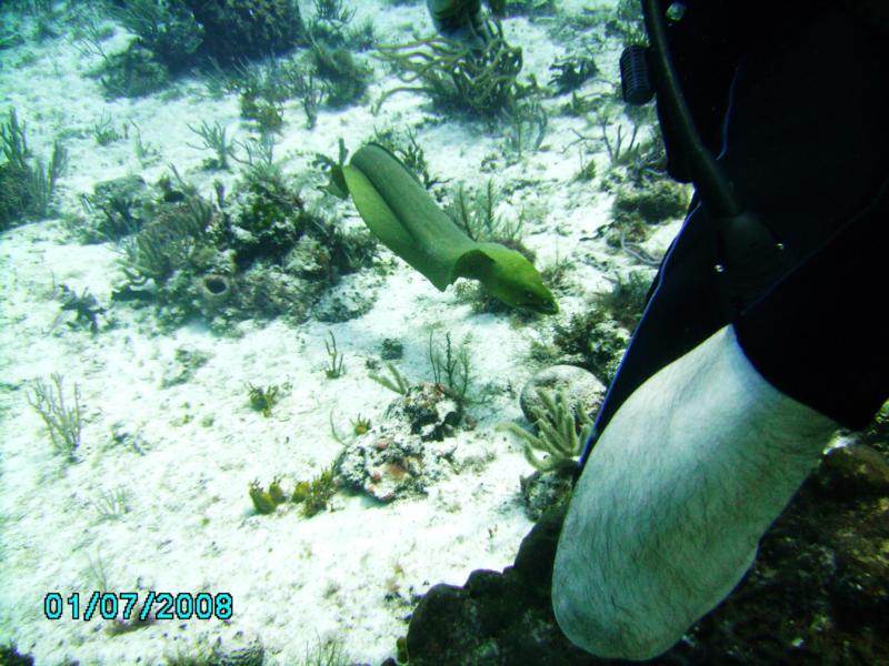 Paso del Cedral Green Moray