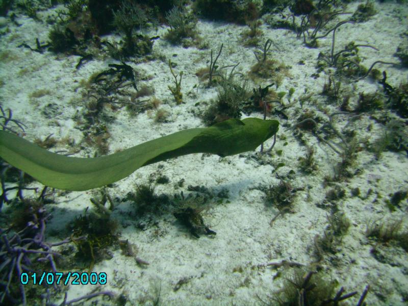 Paso del Cedral Green Moray