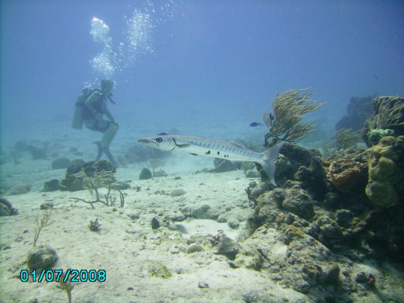 Paso del Cedral small Barracuda