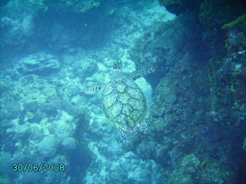 Palencar Horseshoe  Green Turtle