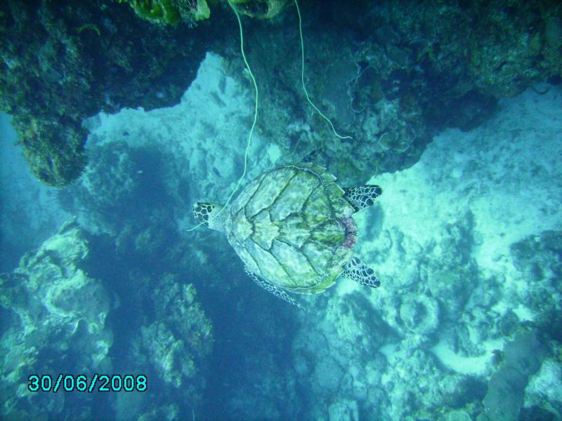 Palencar Horseshoe  Green Turtle