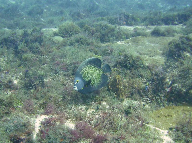 Paradise   French Angelfish