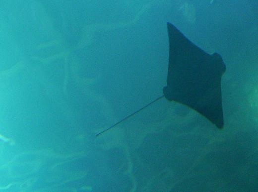 Sting Ray