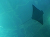 Sting Ray