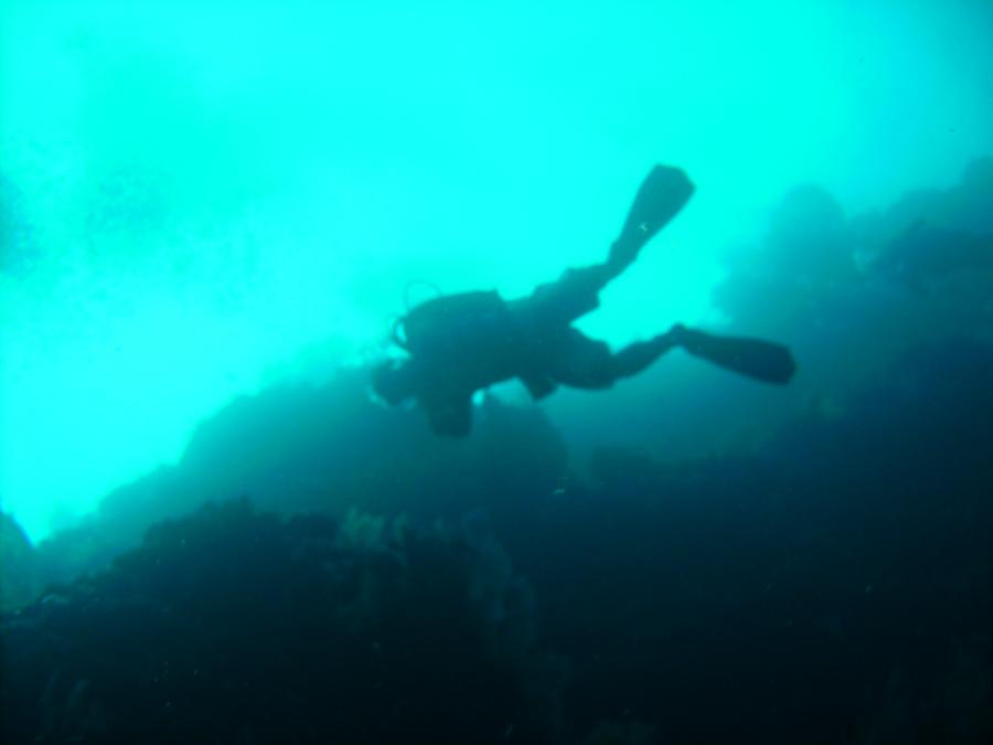 Diver