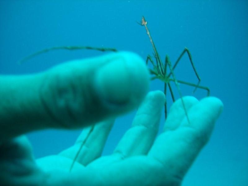 Spider Crab