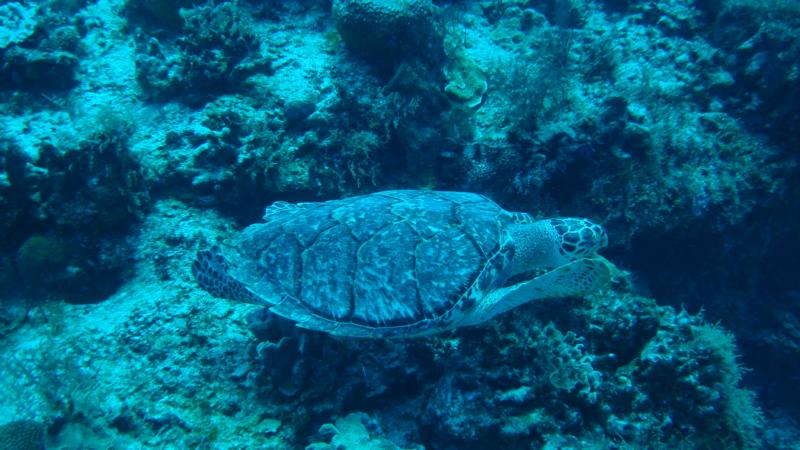 Cozumel Turtle