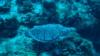 Cozumel Turtle