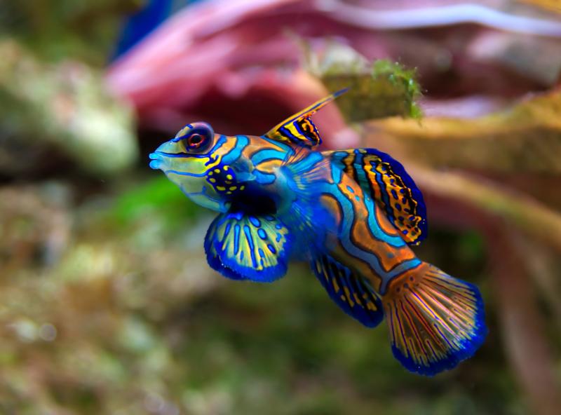 just a cool looking fish