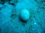 An egg at 42m from the Zenobia
