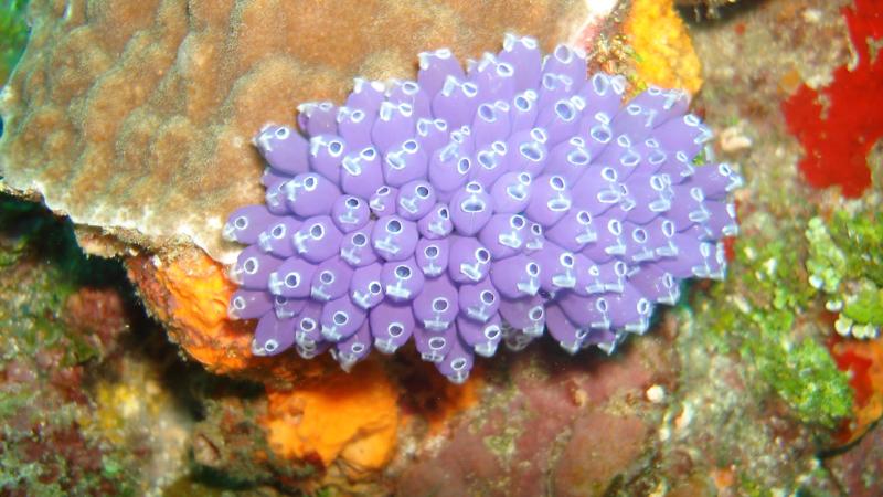 Blue Bells Of Utila