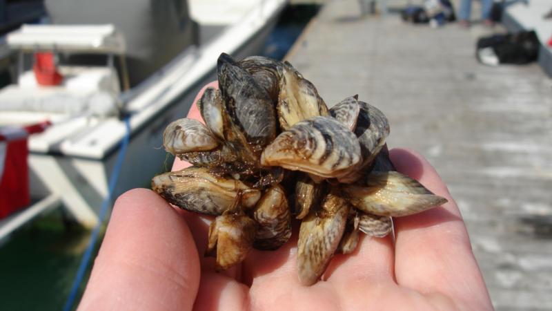 Invasive species Zebra mussels Lake Mead, NV