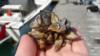 Invasive species Zebra mussels Lake Mead, NV