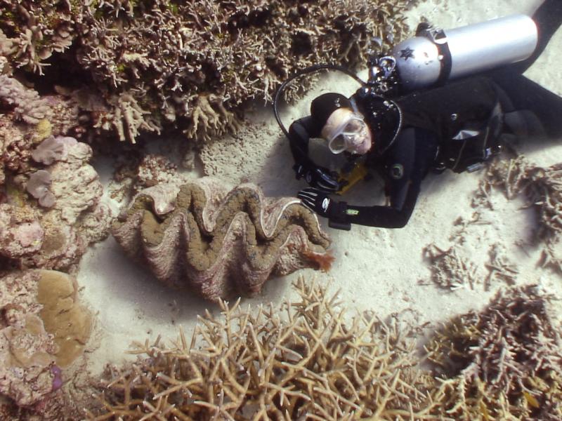 Oh My,  that is a big clam