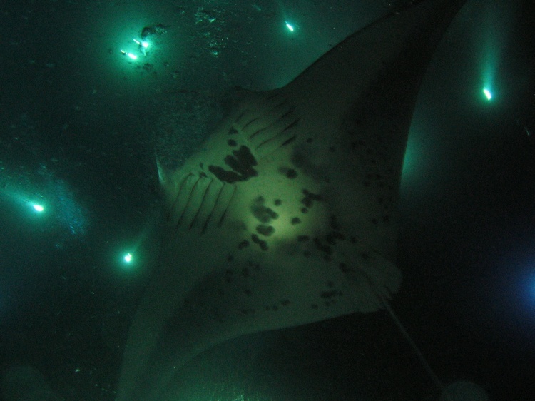 Manta Rays night dive  ( Yap )