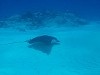 Spotted Eagle Ray