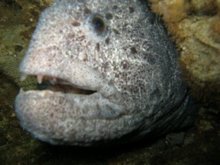 Wolf Eel, Day Island Wall, Tacoma Narrows Bridge