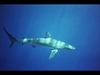 Galapagos Shark, Oahu, Hawaii