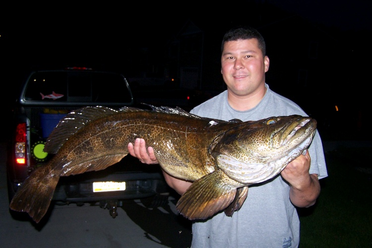 40 Ibs Ling Cod, Seattle, Washington