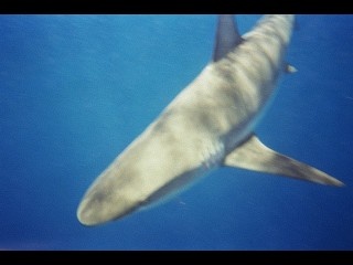 Galapagos Shark, North Shore, Hawaii