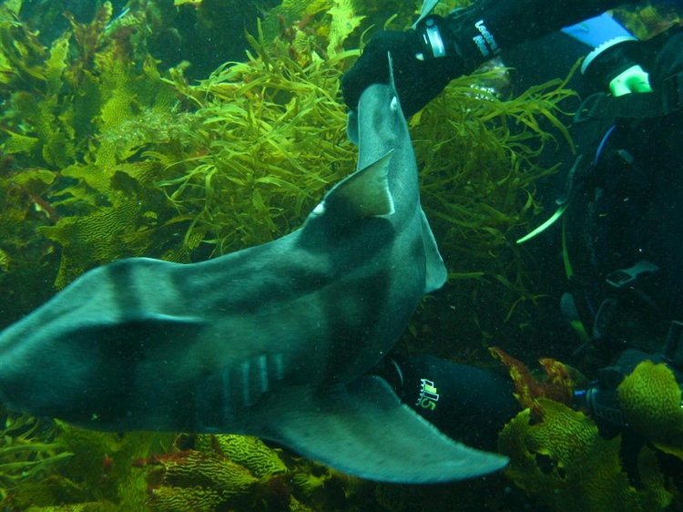 Port Jackson shark being petted